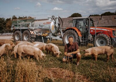 Freilandschweine am Acker vom Brunnbauer in Eberstalzell