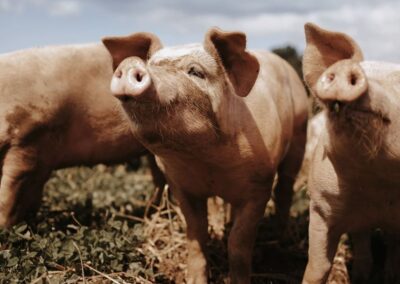 Freilandschweine frische Luft und Sonne - Strohbett - am Acker