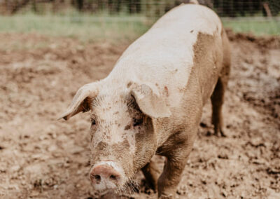 Freilandschwein sult im Schlamm - Wels Land Oberösterreich