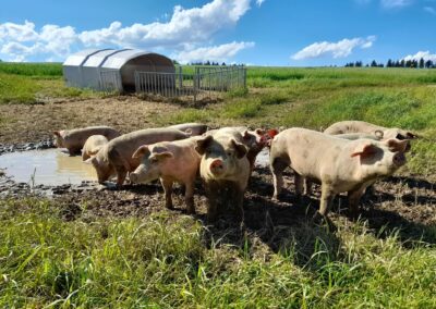 Schweinefleisch Freilandschwein Wels Land