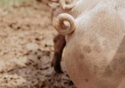 Ringelschwänzchen Schweine in Freilandhaltung