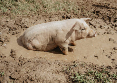 Schwein in Freilandhaltung im Schlamm sulend